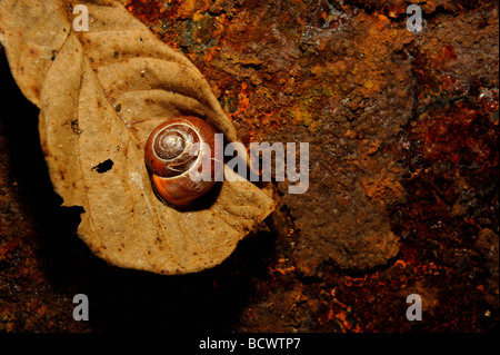 Schnecke auf Blatt- und rostigem Eisenplatte hautnah Stockfoto