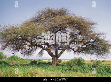 Sechs Baum klettern Löwen ruht auf der krabbelt der Akazie Tortilis im Lake Manyara Nationalpark Tansania Ostafrika Stockfoto