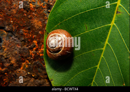 Schnecke auf Blatt- und rostigem Eisenplatte hautnah Stockfoto