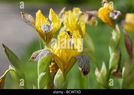 Ungarische Iris, Skäggiris (Iris variegata) Stockfoto