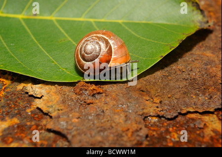 Schnecke auf Blatt- und rostigem Eisenplatte hautnah Stockfoto