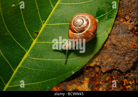 Schnecke auf Blatt- und rostigem Eisenplatte hautnah Stockfoto