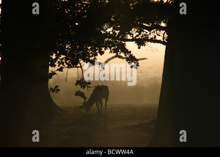 Morgennebel bei Sonnenaufgang unter Reifen Bäumen mit Damhirsch oder Hirschfütterung, Dama Dama, Großbritannien, Oktober Stockfoto