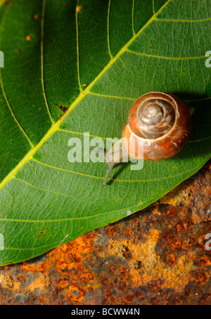 Schnecke auf Blatt- und rostigem Eisenplatte hautnah Stockfoto