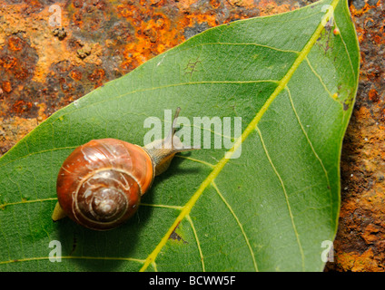 Schnecke auf Blatt- und rostigem Eisenplatte hautnah Stockfoto