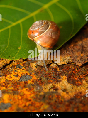 Schnecke auf Blatt- und rostigem Eisenplatte hautnah Stockfoto