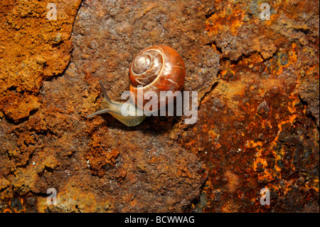 Schnecke auf Blatt- und rostigem Eisenplatte hautnah Stockfoto