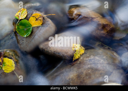 Autumn leaves held in place by rocks in a blurred stream. Stockfoto