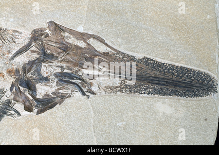 Fossile Paddlefish Crossopholis magnicaudatus Green River Formation in Wyoming USA, von Dominique Braud/Dembinsky Foto Assoc Stockfoto