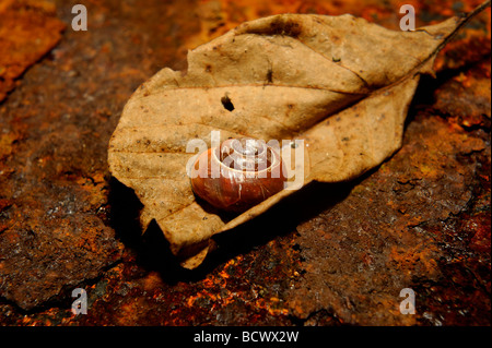 Schnecke auf Blatt- und rostigem Eisenplatte hautnah Stockfoto