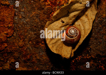 Schnecke auf Blatt- und rostigem Eisenplatte hautnah Stockfoto