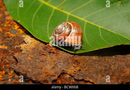 Schnecke auf Blatt- und rostigem Eisenplatte hautnah Stockfoto