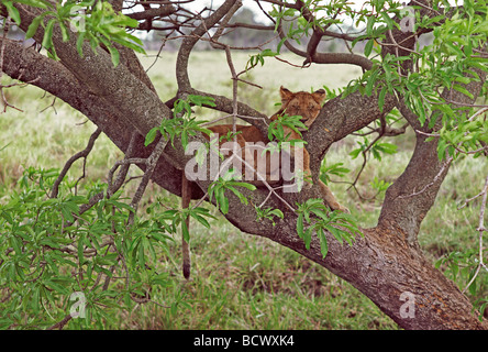 Baum klettern junger Löwe Löwin noch mit Flecken schlafen auf Zweig der Feigenbaum Masai Mara National Reserve Kenia in Ostafrika Stockfoto