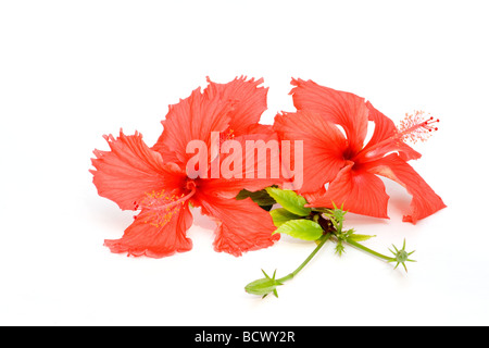 Nahaufnahme von roten Hibiskusblüten auf weißem Hintergrund Stockfoto