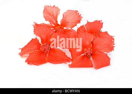 Nahaufnahme von roten Hibiskusblüten auf weißem Hintergrund Stockfoto