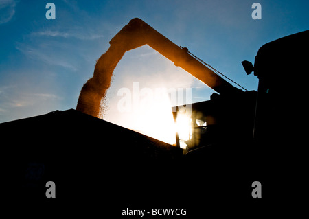 Korn der Entlassung aus dem Mähdrescher in Anhänger - Frankreich. Stockfoto