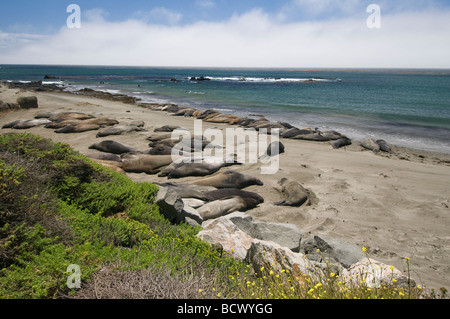 See-Elefanten ruht auf den Strand von Piedras Blancas im südlichen Bereich Big Sur, in der Nähe von San Simeon California Stockfoto