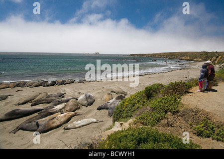 See-Elefanten ruht auf den Strand von Piedras Blancas im südlichen Bereich Big Sur, in der Nähe von San Simeon California Stockfoto