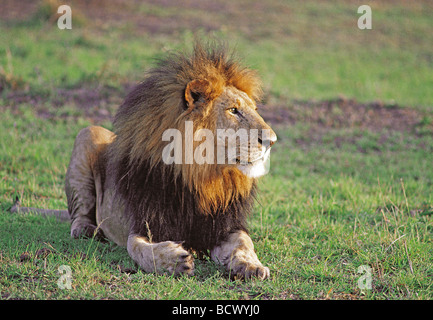 Männlicher Löwe mit feinen Mähne liegend auf dem kurzen grünen Rasen Blick in Ferne Masai Mara National Reserve Kenia in Ostafrika Stockfoto