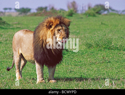 Große Reifen männliche Löwen mit feinen dunklen schwarzen Mähne stehen in kurzen grünen Rasen Masai Mara National Reserve Kenia in Ostafrika Stockfoto