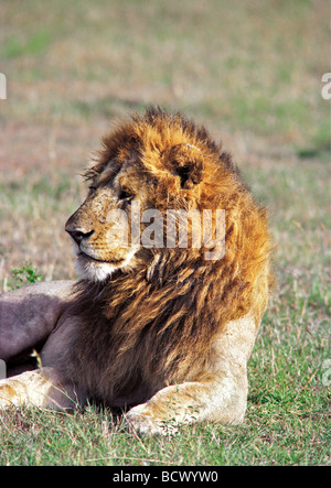 Große Warnung Reifen männlichen Löwen mit feinen Mähne sitzen mit Kopf nach oben Blick in Ferne Masai Mara National Reserve Kenia Afrika Stockfoto