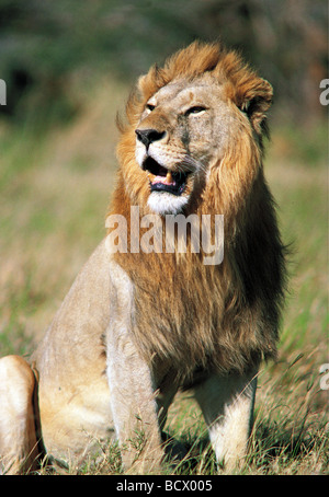 Große Warnung Reifen männlichen Löwen mit feinen blonden Mähne sitzen mit Kopf nach oben Blick in Ferne Serengeti Nationalpark, Tansania Stockfoto