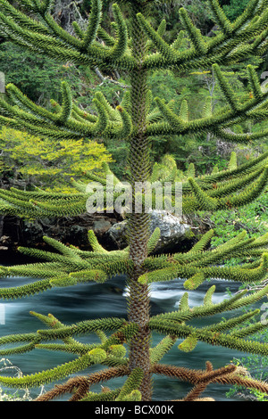 Monkey Puzzle Tree (Araucaria Araucana) Nationalpark Lanin Argentinien Stockfoto