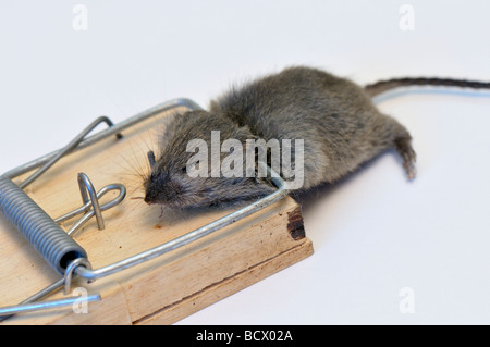 Hausmaus in Falle gefangen Stockfoto