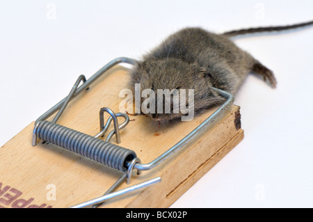 Hausmaus in Falle gefangen Stockfoto
