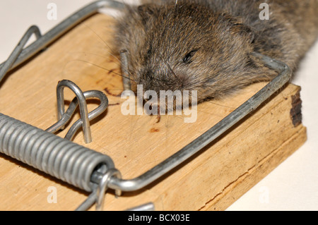 Hausmaus in Falle gefangen Stockfoto