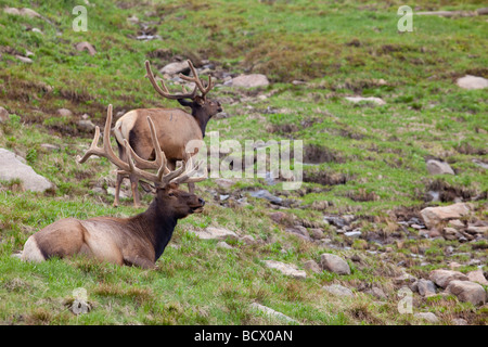 Rocky Mountain Nationalpark Colorado Stier Elch mit Geweih überzogen mit samt Stockfoto