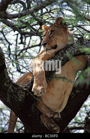 Baum klettern Löwin Löwe ruht auf Zweig der Akazie Baum Serengeti Nationalpark Tansania Ostafrika Stockfoto