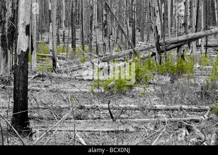 Junge Bäume wachsen in einem Toten Wald von Waldbränden heimgesucht. Stockfoto
