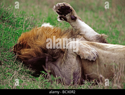 Nahaufnahme eines männlichen Löwen schlafen zeigt Vorderpfote und Wolfskralle Masai Mara National Reserve Kenia in Ostafrika Stockfoto