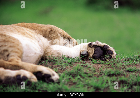 Nahaufnahme des Schlafens Löwin mit Pads und Pfoten Masai Mara National Reserve Kenia in Ostafrika Stockfoto