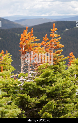 Rocky Mountain Nationalpark Colorado Stunted rote und grüne Kiefern bei der Baumgrenze auf Trail Ridge Stockfoto