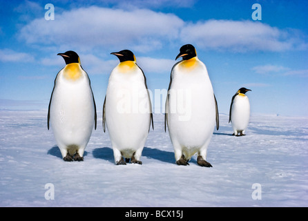 Aptenodytes Forsteri Kaiserpinguin Ross-Schelfeis der Antarktis Stockfoto