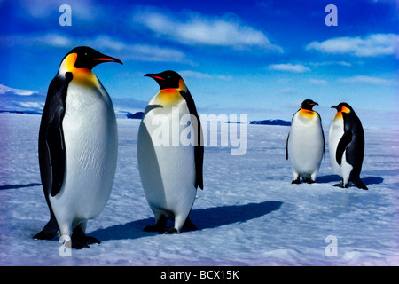 Aptenodytes Forsteri Kaiserpinguin Ross-Schelfeis der Antarktis Stockfoto