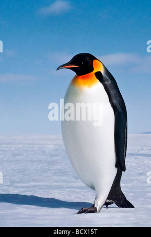 Aptenodytes Forsteri Kaiserpinguin Ross-Schelfeis der Antarktis Stockfoto