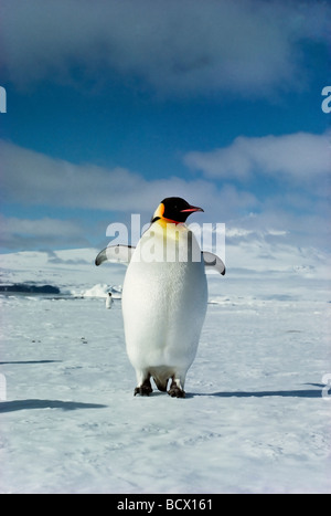 Aptenodytes Forsteri Kaiserpinguin Ross-Schelfeis der Antarktis Stockfoto