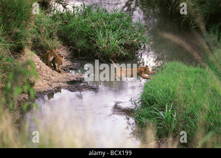 Löwin, die Förderung der kleinen Jungen zu springen über einen Stream Masai Mara National Reserve Kenia in Ostafrika 1. Serie von 11 Bildern Stockfoto