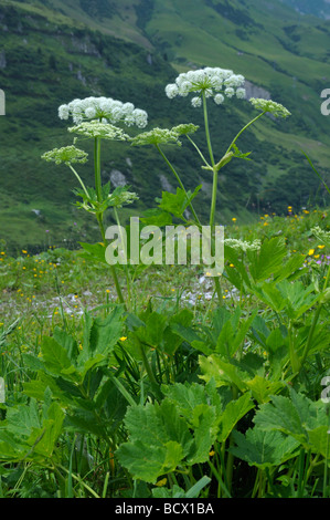 Meisterwurz, Hogfennel (Peucedanum Ostruthium), blühende Pflanze Stockfoto