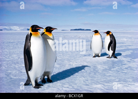 Aptenodytes Forsteri Kaiserpinguine schwingen hin und her, wenn Ross-Schelfeis der Antarktis zu Fuß Stockfoto