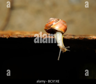 Schnecke auf Blatt- und rostigem Eisenplatte hautnah Stockfoto