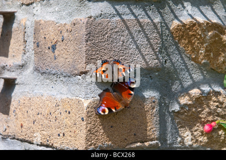 Butterflys, ein Pfau und ein Schildpatt auf eine Mauer. Stockfoto