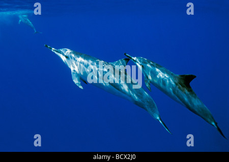 lang-snouted Spinner-Delfine Stenella Longirostris, Kona Big Island, Hawaii USA Pazifik Stockfoto