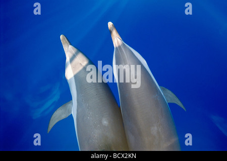 lang-snouted Spinner-Delfine Stenella Longirostris, Kona Big Island, Hawaii USA Pazifik Stockfoto