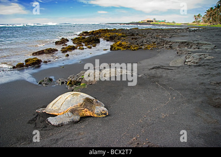 Grünen Meeresschildkröte in der Sonne Chelonia Mydas Punalu u Black Sand Beach Big Island Pazifik Hawaii USA Stockfoto