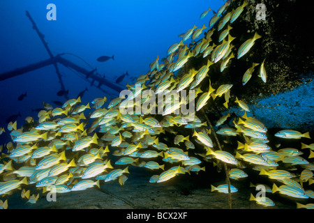 Schulzeit Bluestripe Snapper, Segelboot Wrack, Lutjanus Kasmira, Hawaii, USA, Kona, Big Island, Pazifik Stockfoto