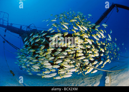 Schulzeit Bluestripe Snapper, Segelboot Wrack, Lutjanus Kasmira, Hawaii, USA, Kona, Big Island, Pazifik Stockfoto